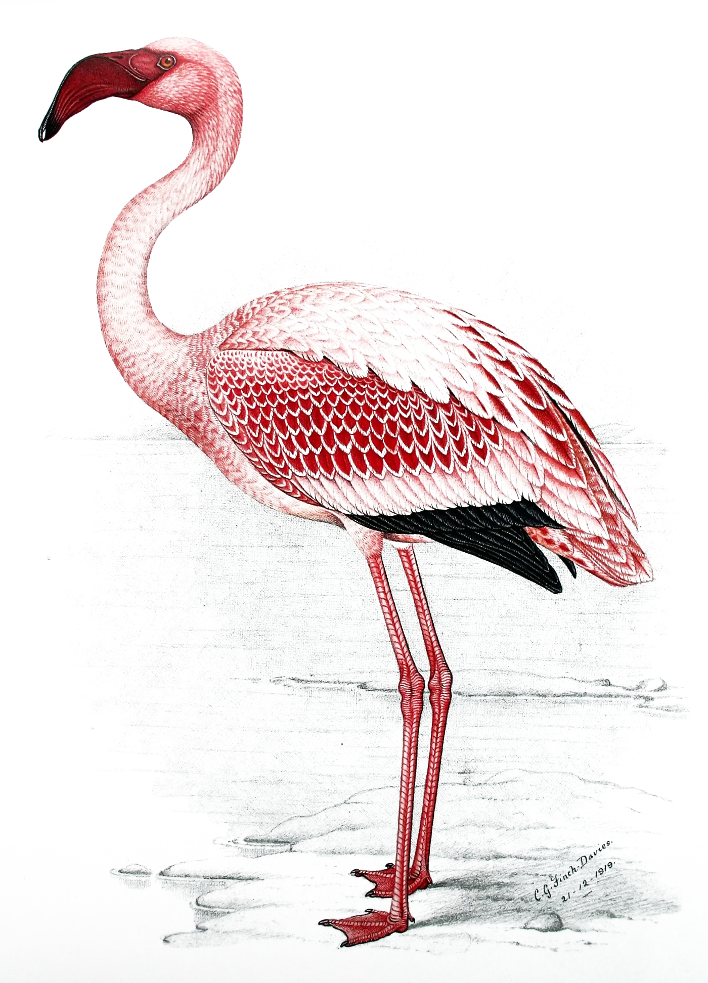 Hand-painted plate of a lesser flamingo standing in shallow water