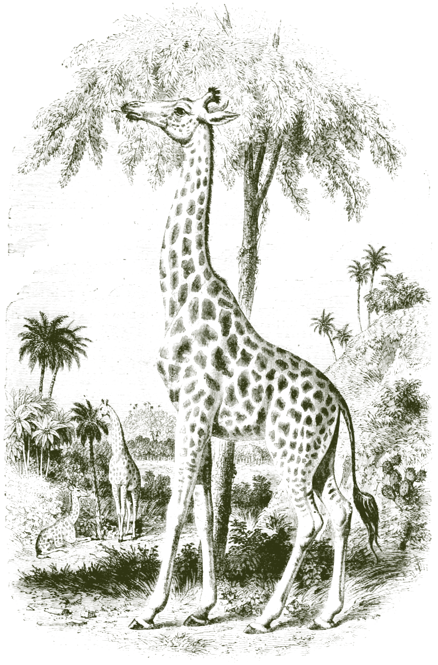 Engraving of a giraffe browsing an acacia