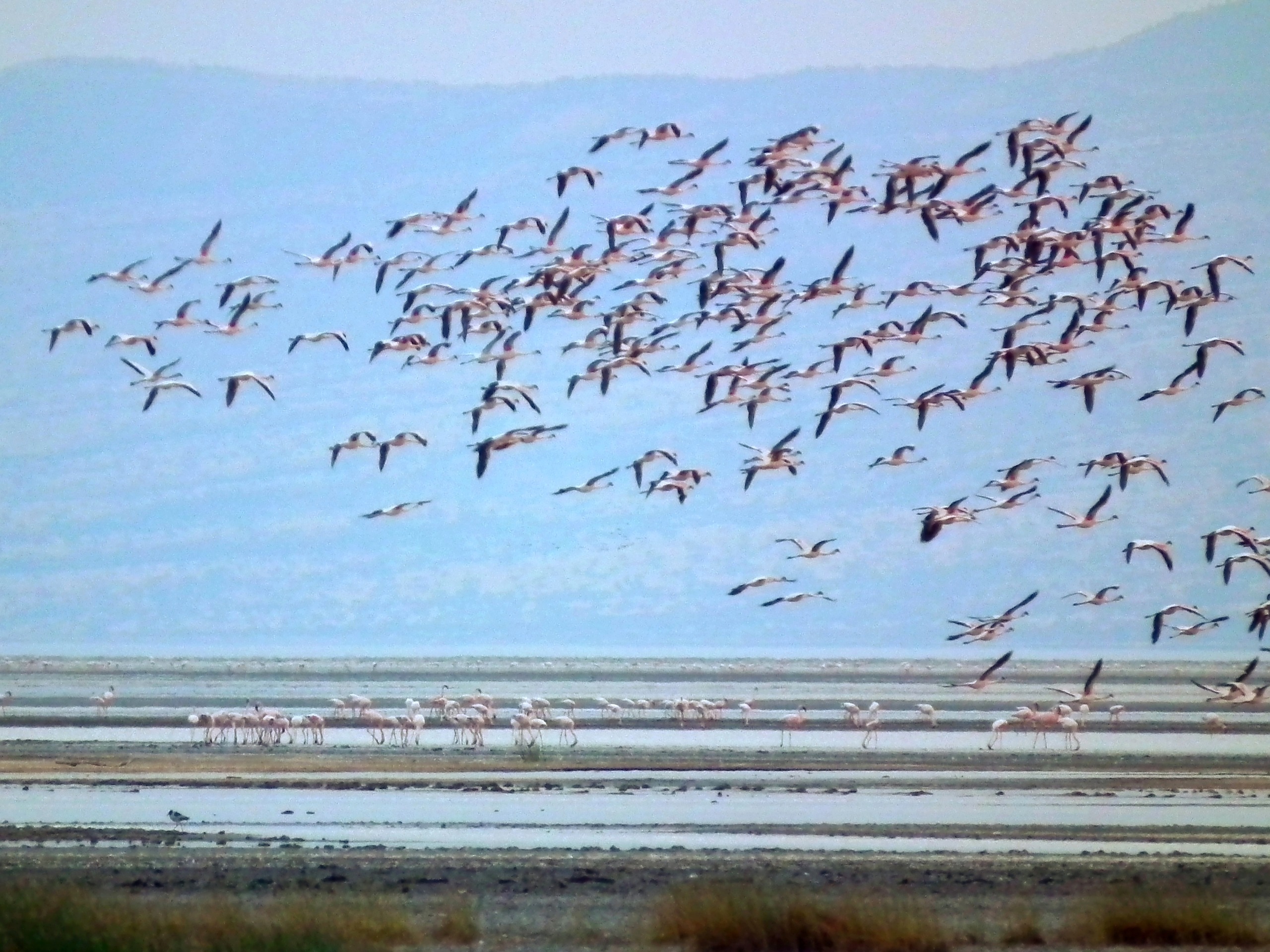 Birds of the soda lake